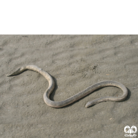 زیرخانواده مارهای دریایی Sea snakes